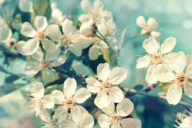 Flowers of a cherry blossoms on a spring day